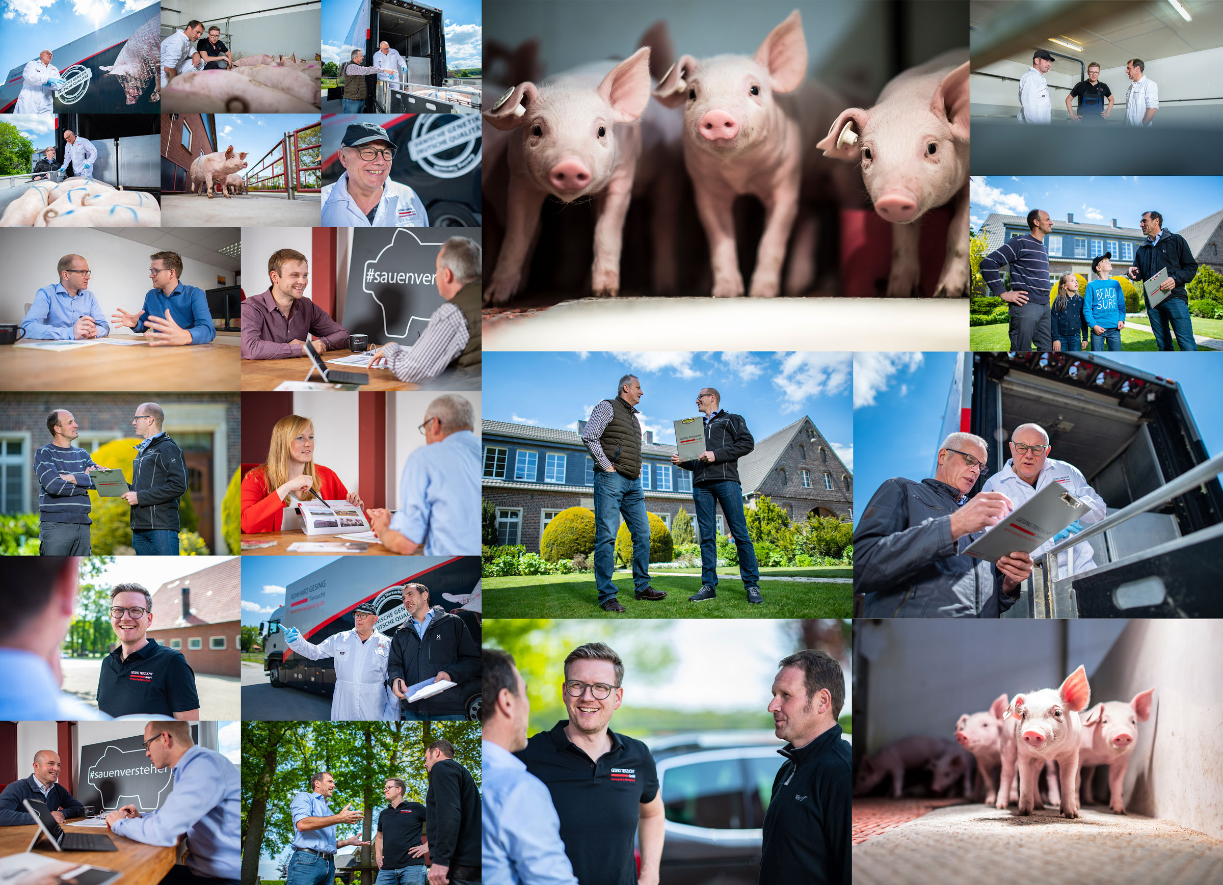 Collage mit Mitarbeitern, Transportern und Schweinen